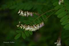 Astragalus chlorostachys